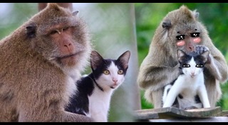 มิตรภาพต่างสายพันธุ์