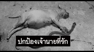 สุนัขกัดงู