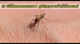 วิธีไล่หนู