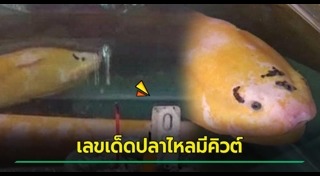 ปลาไหล