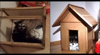 ของใช้สุนัข