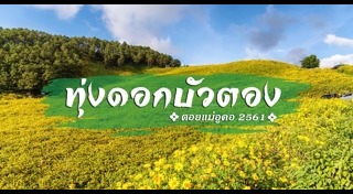 ทุ่งดอกบัวตอง