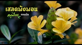เสลดพังพอน