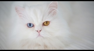 โรคของแมว