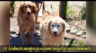 วิธีดูแลสวน