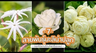 ดอกมะลิ