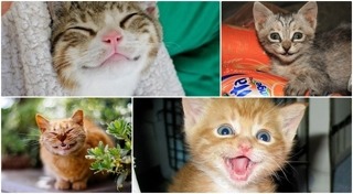 แมวพูดได้