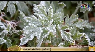 ดอยอ่างขาง