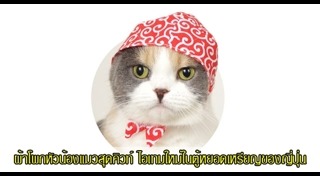 ปลอกคอแมว