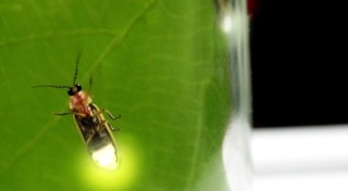 หิ่งห้อย