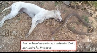 สุนัขกัดงู