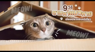 พฤติกรรมแมว
