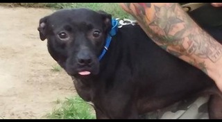 วิธีดูแลสุนัข