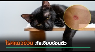 เลี้ยงแมว