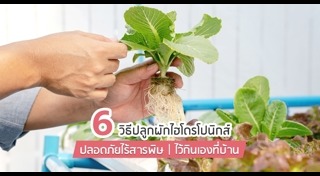 ผักไฮโดรโปนิกส์