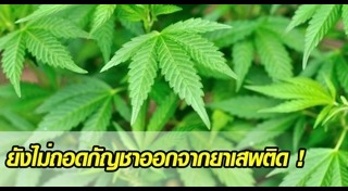 สมุนไพรรักษามะเร็ง