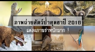 ภาพถ่ายยอดเยี่ยม