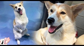 หมาพิการ