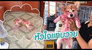 คอร์กี้