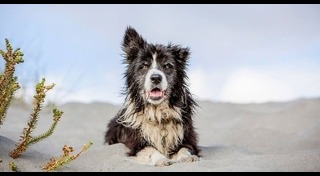 บอร์เดอร์ คอลลี่