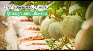 วิธีปลูกเมลอน