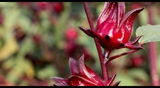 กระเจี๊ยบ