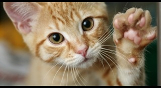 คนกับแมว