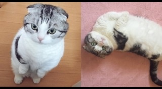 แมวมันช์กิ้น