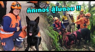 สุนัขทหาร