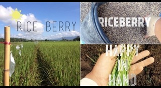 ปลูกข้าว