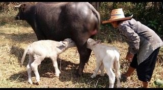 ควายเผือก