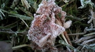 แม่คะนิ้ง