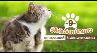 หมัดแมว