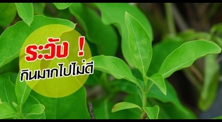 ต้นอังกาบหนู