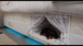 ของใช้สุนัข