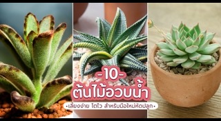 ต้นไม้อวบน้ำ