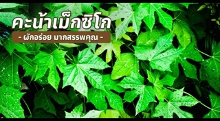 ผักคะน้า