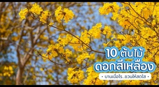 ต้นไม้ปลูกกลางแจ้ง