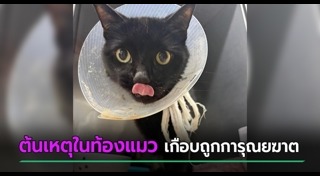 ช่วยแมว