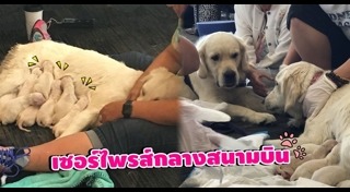 สุนัขนำทาง