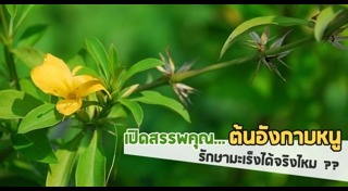 ต้นอังกาบหนู