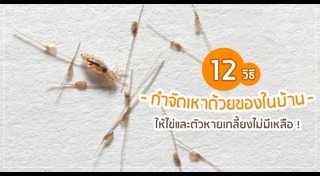 วิธีกำจัดเหา