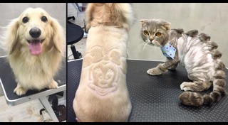 รูปหมาตลกๆ