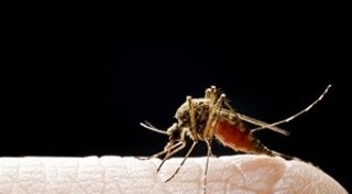 มาลาเรีย