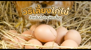 เลี้ยงไก่