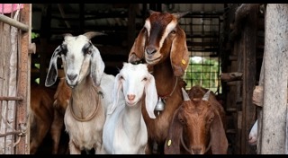 แอนแทรกซ์