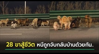 หมาแสนรู้