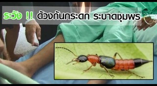 แมลงมีพิษ