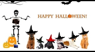 วิธีดูแลสุนัข