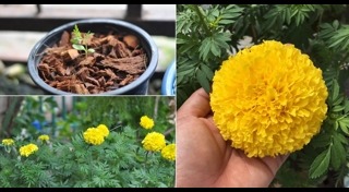 ดอกดาวเรือง